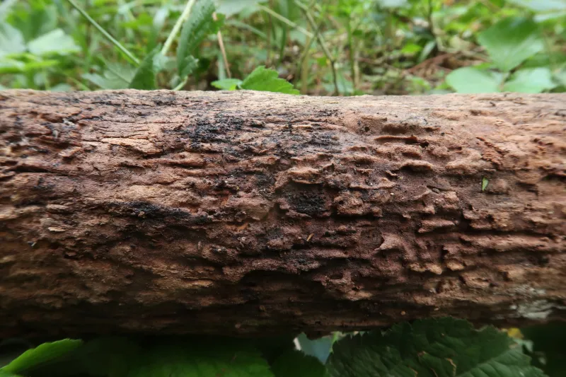 Amniculicola lignicola 1 - IMG_9923